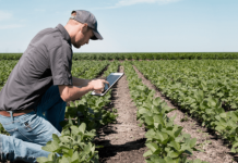 Se busca Ingeniero Agrónomo Matriculado