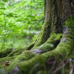 bosque_arboles_pexels-768×462