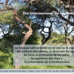 dia bosques