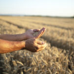 Farmers hands and wheat crops in the field.