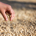 Hands with coffee beans on coffee beans that are dried
